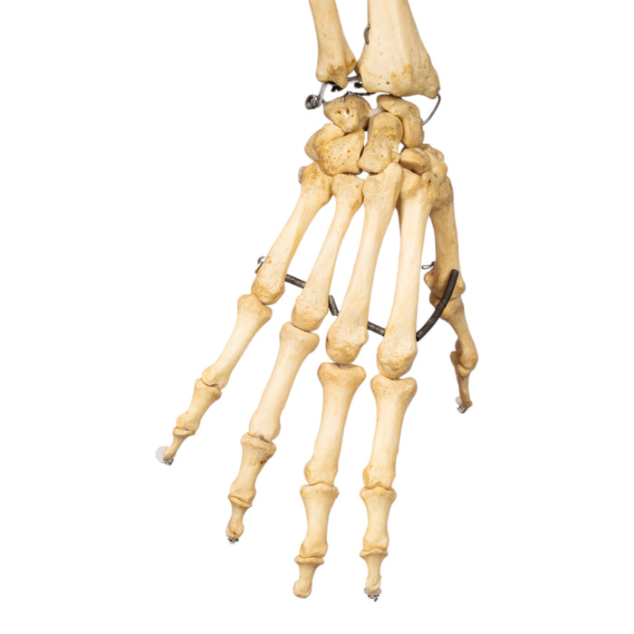 Real Full Human Skeleton Axis Scientific Human Skeletons | Full Size