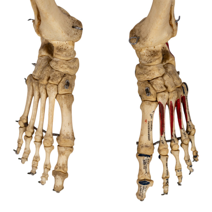 Real Human Skeleton - Articulated