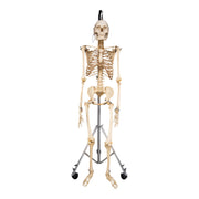 Real Human Skeleton - Articulated