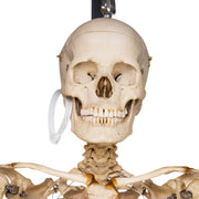 Real Human Skeleton - Articulated