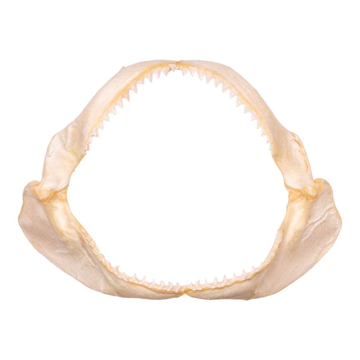 Real Dusky Shark Jaw For Sale — Skulls Unlimited International, Inc. Real Dusky Shark Jaw For Sale — Skulls Unlimited International, Inc.