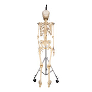 Real Human Skeleton - Articulated