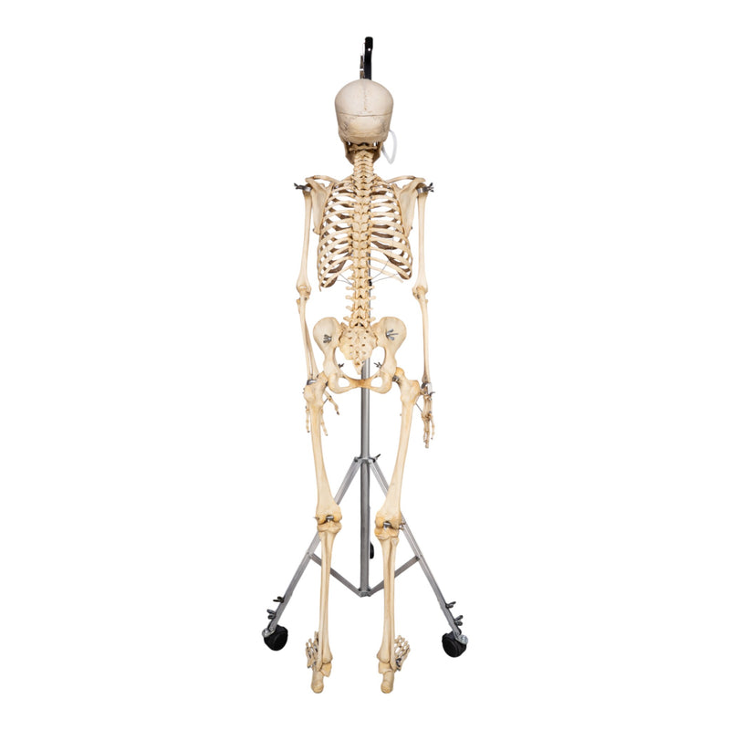 Real Human Skeleton - Articulated