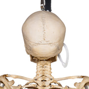 Real Human Skeleton - Articulated