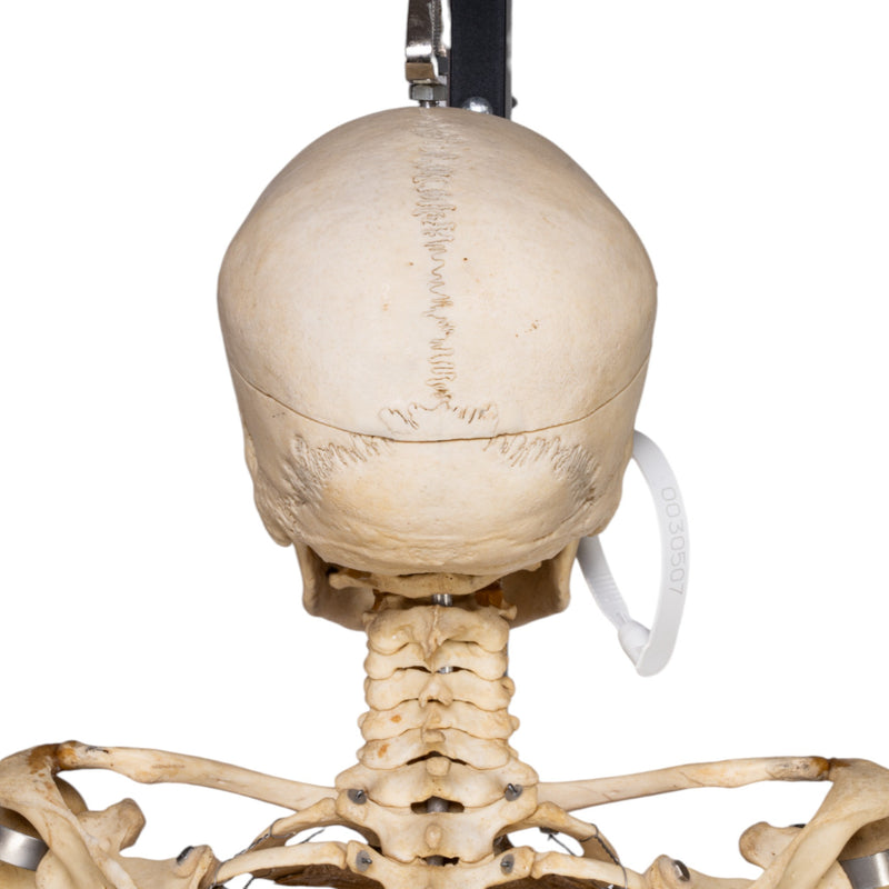 Real Human Skeleton - Articulated