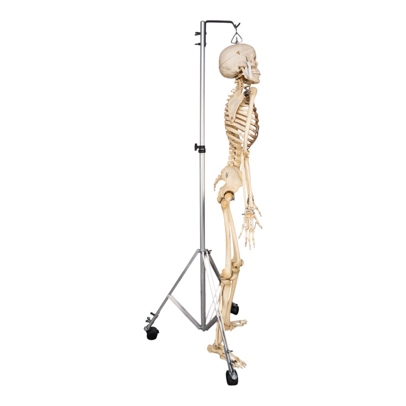 Real Human Skeleton - Articulated