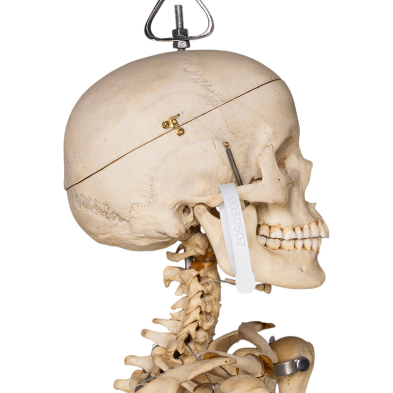 Real Human Skeleton - Articulated