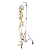 Real Human Skeleton - Articulated