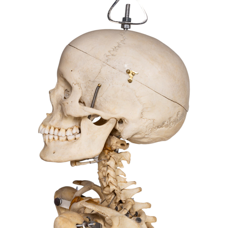 Real Human Skeleton - Articulated