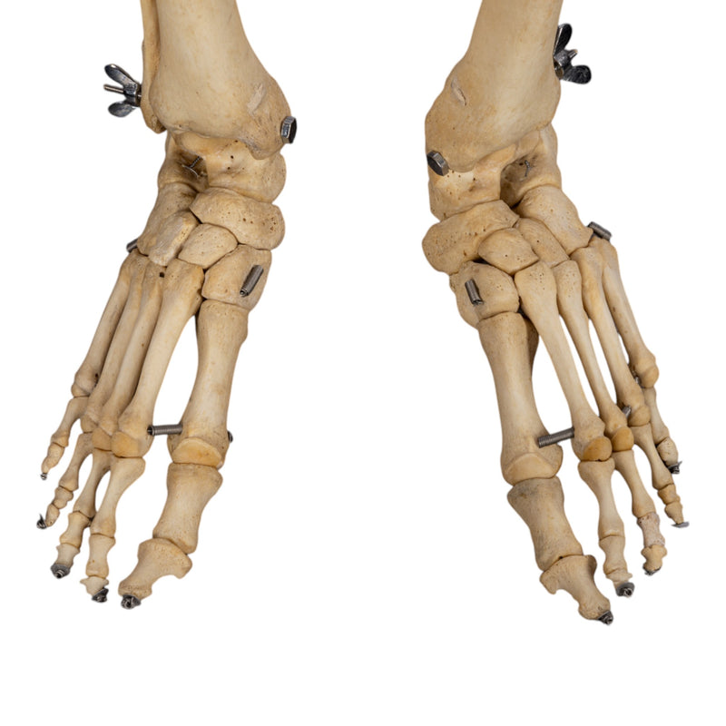 Real Human Skeleton - Articulated