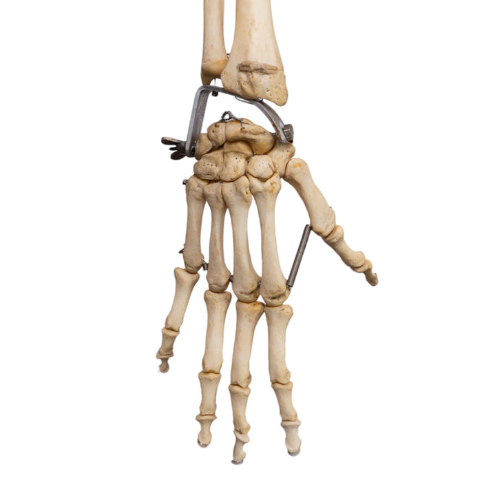 Real Human Skeleton - Articulated