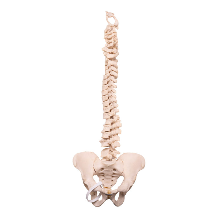 Human Realspine Real Human Spine For Sale — Skulls Unlimited International, Inc.