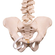 Real Human Spine, Sacrum, and Pelvis