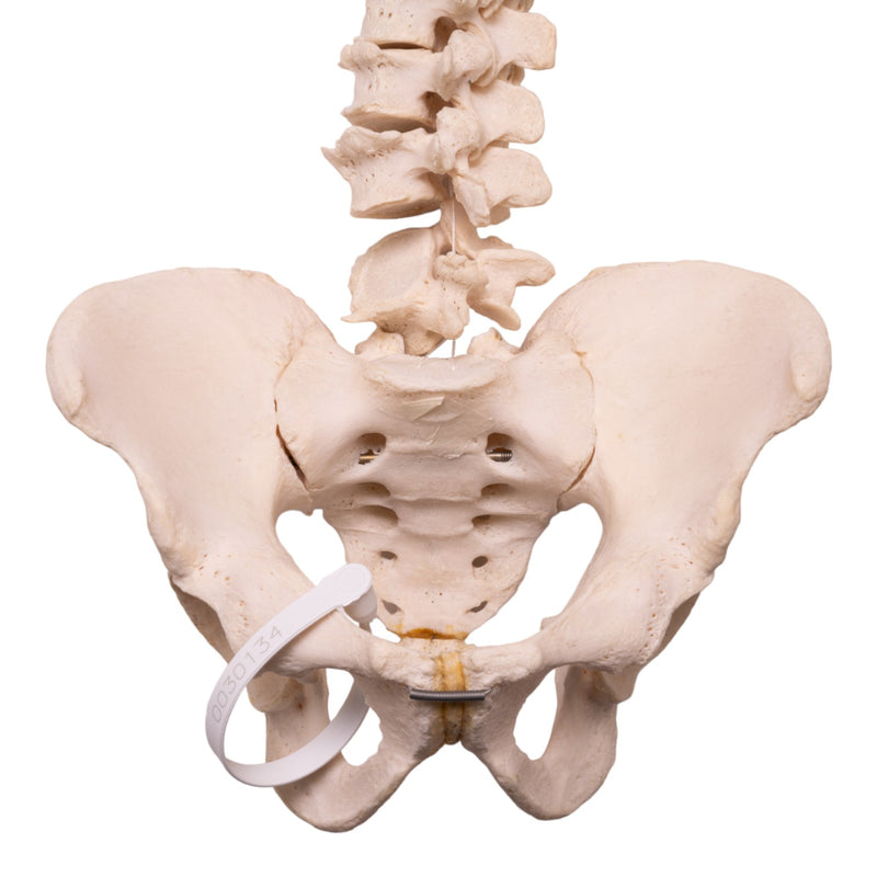 Real Human Spine, Sacrum, and Pelvis