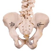 Real Human Spine, Sacrum, and Pelvis