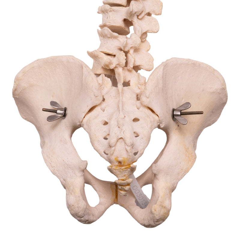 Real Human Spine, Sacrum, and Pelvis