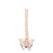 Real Human Spine, Sacrum, and Pelvis