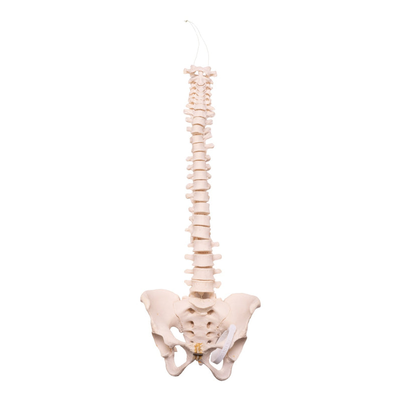 Real Human Spine, Sacrum, and Pelvis