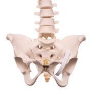 Real Human Spine, Sacrum, and Pelvis