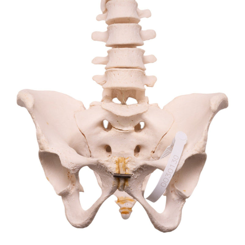 Real Human Spine, Sacrum, and Pelvis