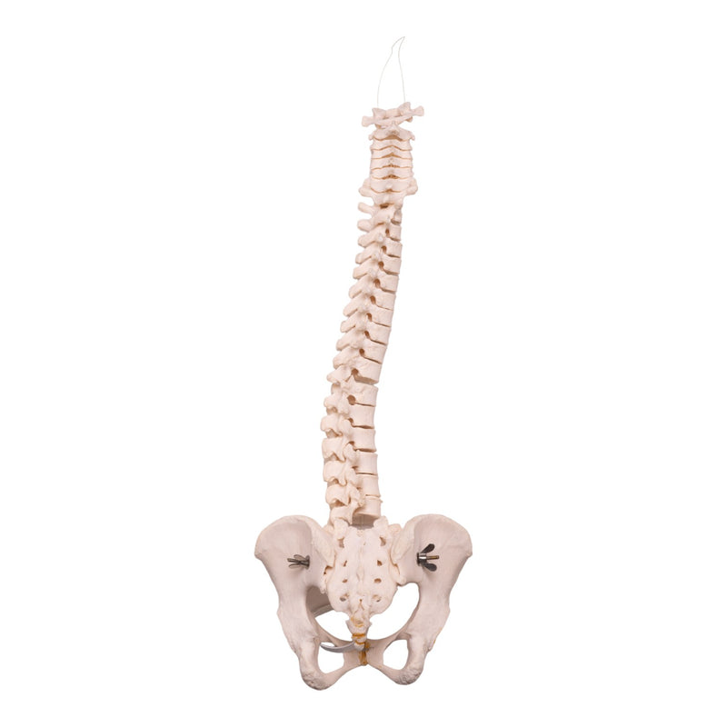 Real Human Spine, Sacrum, and Pelvis