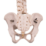 Real Human Spine, Sacrum, and Pelvis