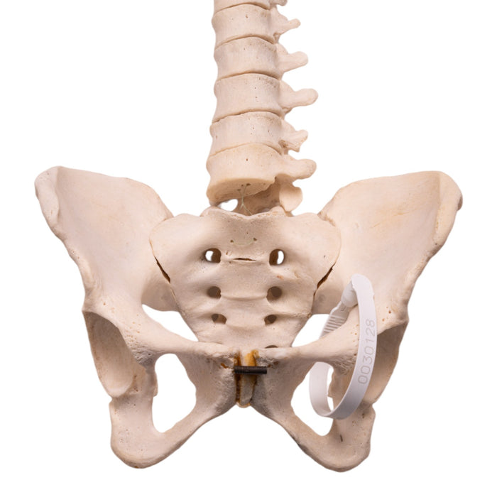 Real Human Spine, Sacrum, and Pelvis - Loosely Strung