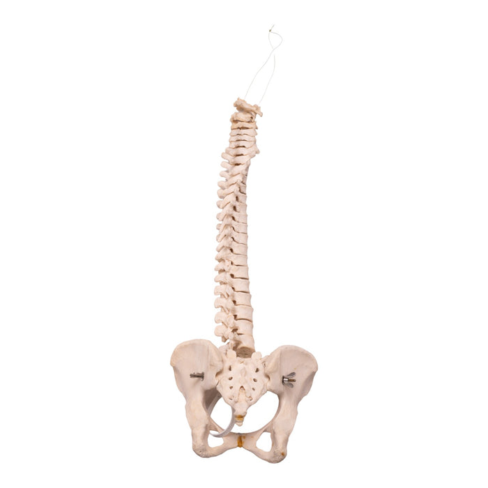 Real Human Spine, Sacrum, and Pelvis - Loosely Strung