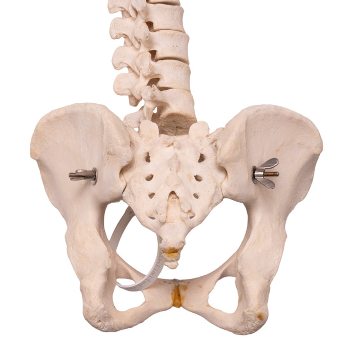 Real Human Spine, Sacrum, and Pelvis - Loosely Strung