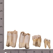 Real Eland Tooth - Single