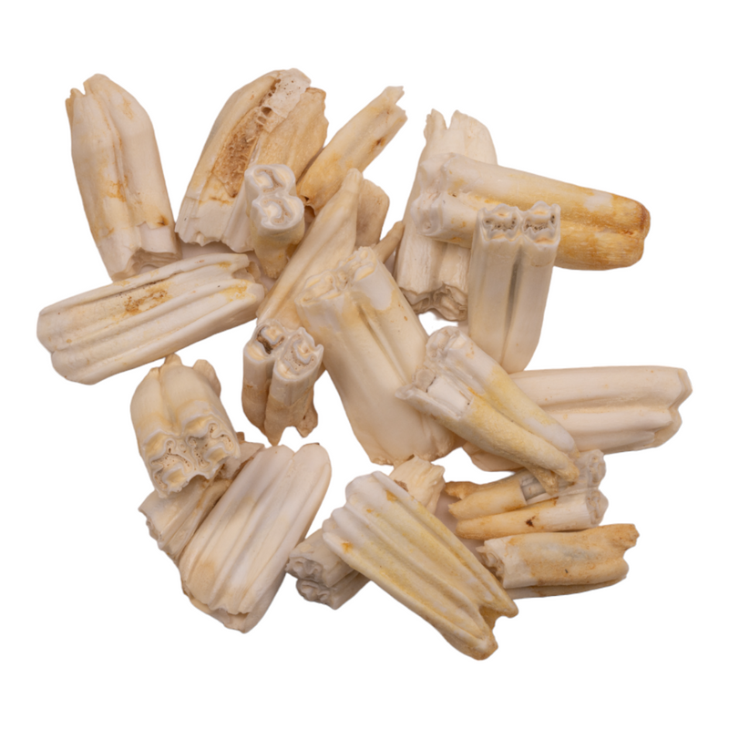 Real Blesbok Tooth - Single