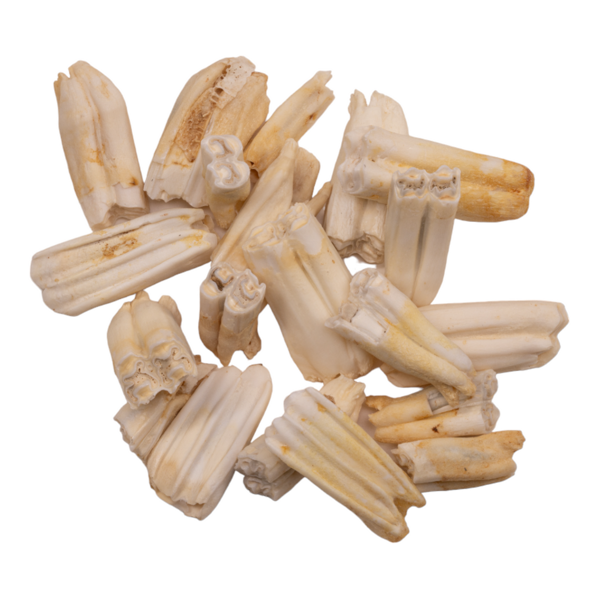 Real Blesbok Tooth - Single — Skulls Unlimited International, Inc.
