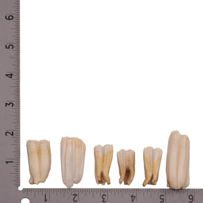 Real Blesbok Tooth - Single
