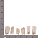 Real Springbok Tooth - Single