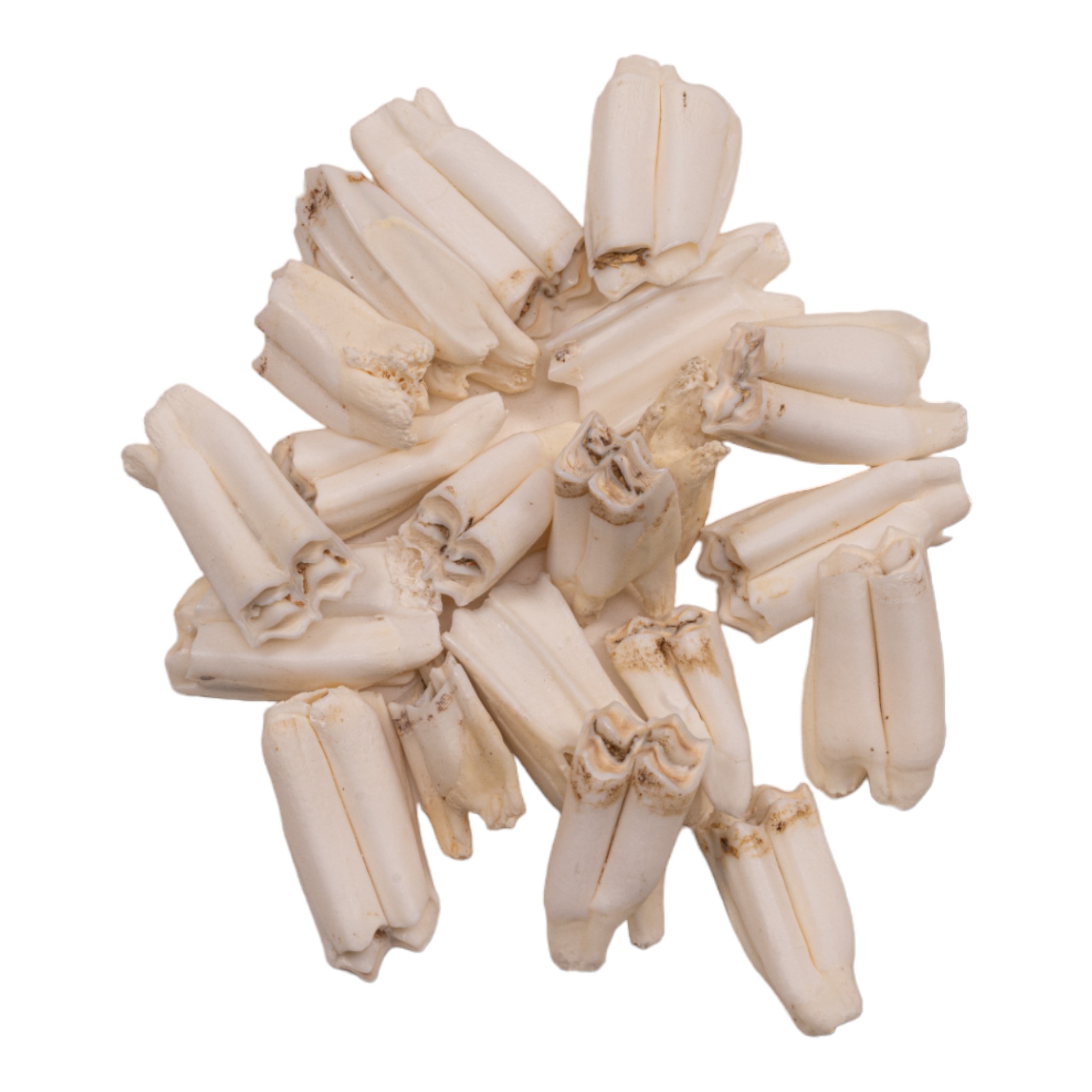 Real Springbok Tooth - Single — Skulls Unlimited International, Inc.