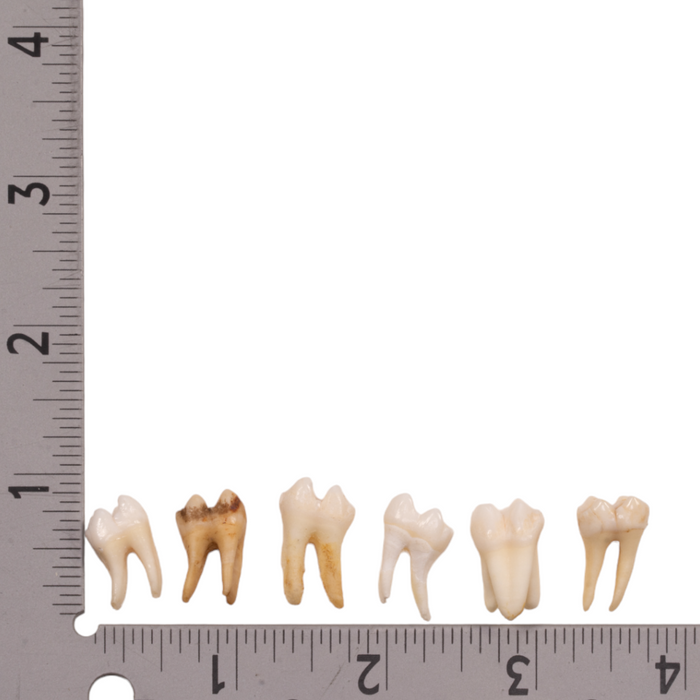 Real Baboon Tooth - Single