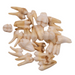 Real Baboon Tooth - Single