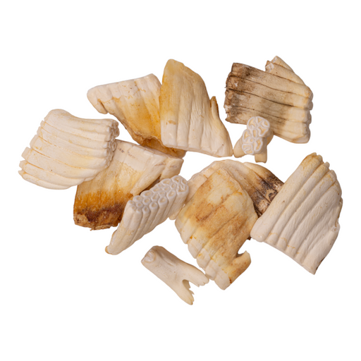 Real Warthog Tooth - Single