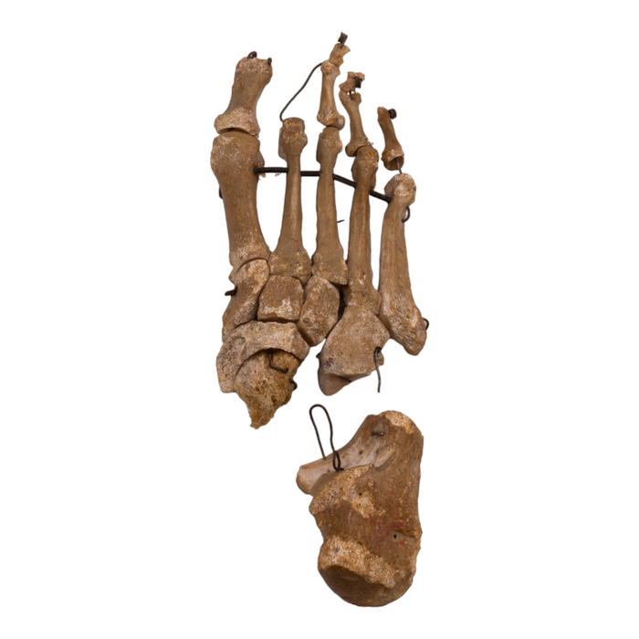 Real Partial Human Right Foot - Articulated