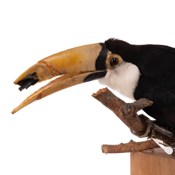 Real Taxidermy Toco Toucan on Base