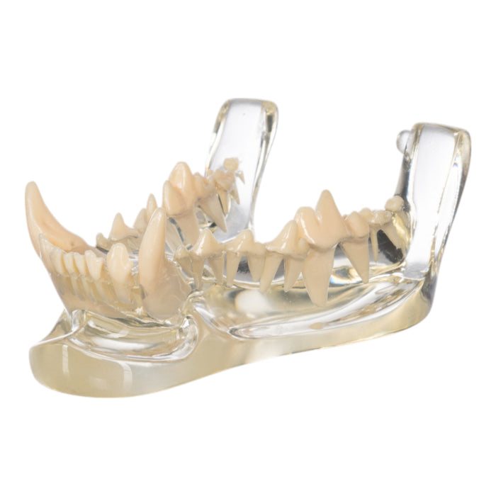 Replica Clear Canine Jaw Model - Damaged