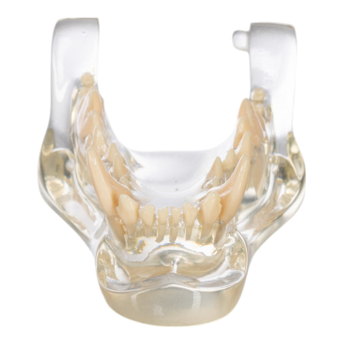 Replica Clear Canine Jaw Model - Damaged