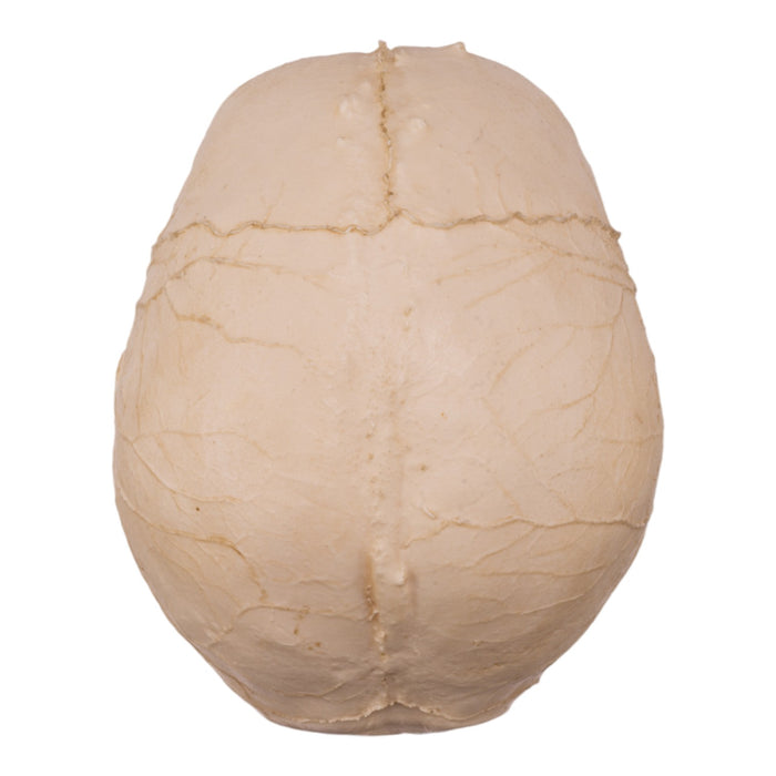 Replica Human Skull Endocast