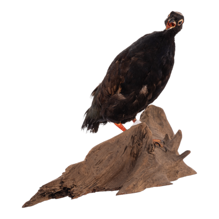 Real Taxidermy Crested Partridge