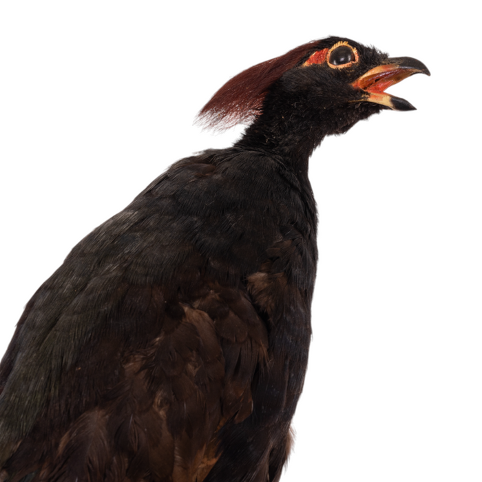 Real Taxidermy Crested Partridge