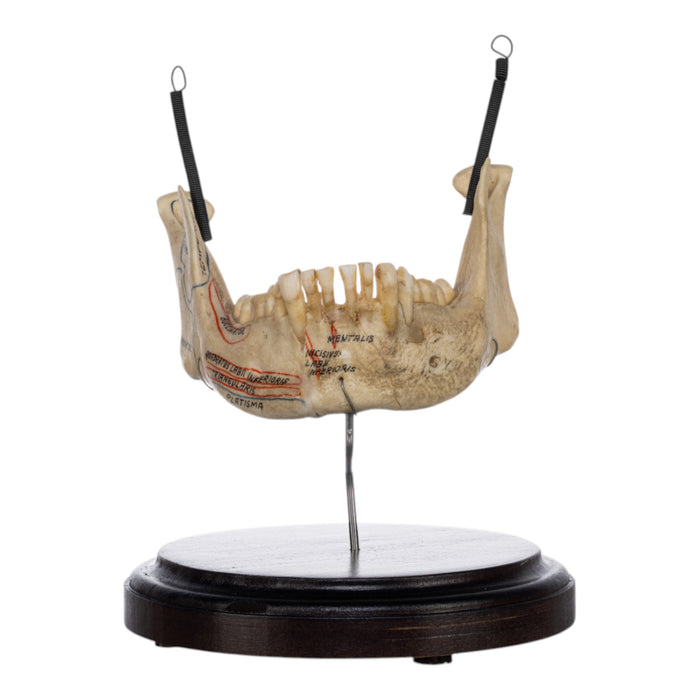 Real Human Mandible on Stand