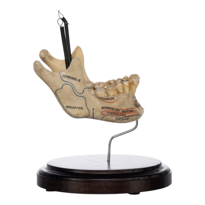 Real Human Mandible on Stand