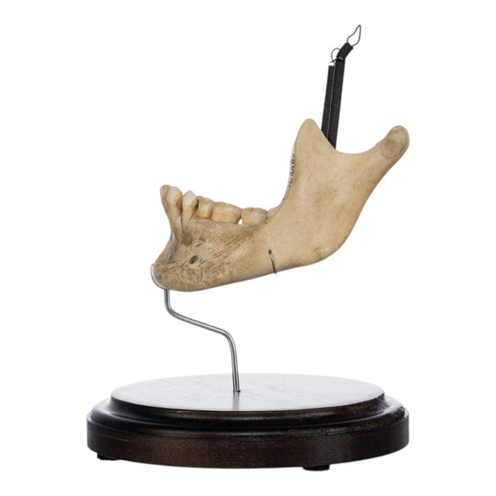 Real Human Mandible on Stand