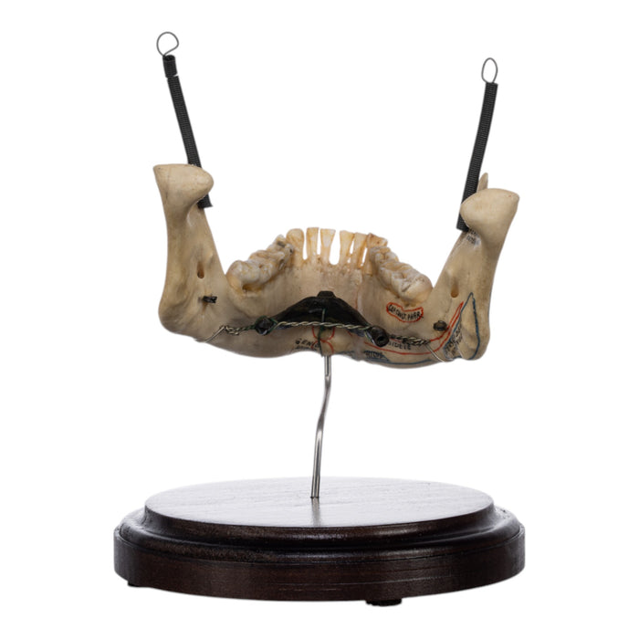 Real Human Mandible on Stand