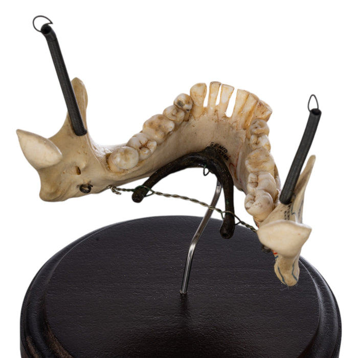 Real Human Mandible on Stand